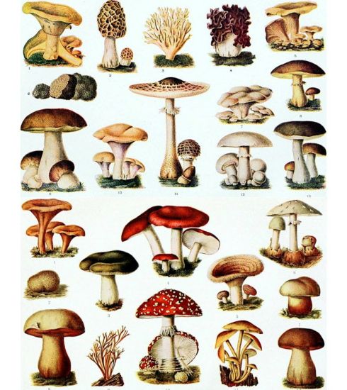 Mushroom Hunt.jpg