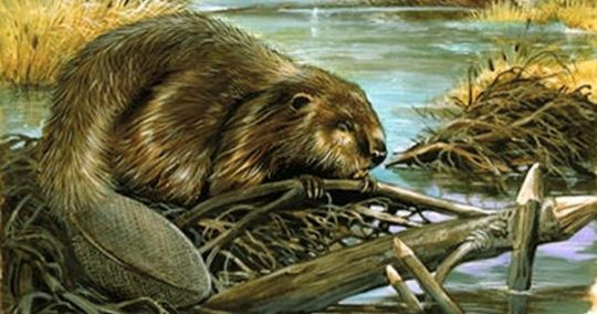 Beaver - The Authentic D&D Wiki