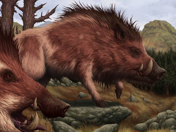 Boar (wild) - The Authentic D&D Wiki