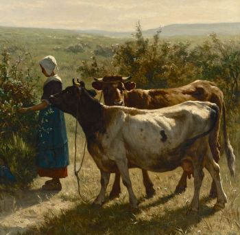 Cattle (domestic).jpg