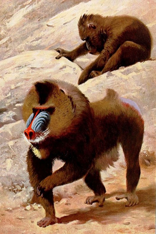 Mandrill - The Authentic D&D Wiki