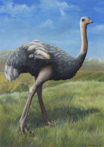 Ostrich-image.jpg