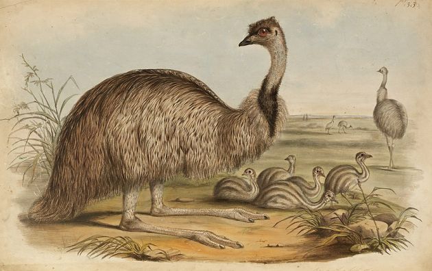 Emu - The Authentic D&D Wiki